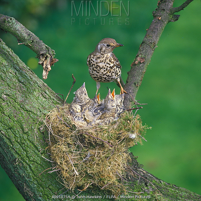 Mistle Thrush stock photo - Minden Pictures