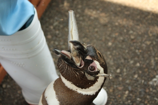 歯と口の健康週間 マゼランペンギン編 | のとじま水族館