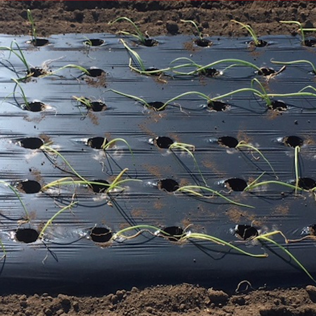 国産黒ホール（穴あき）マルチ 厚さ0.02mmX長さ200m｜品揃え日本最大