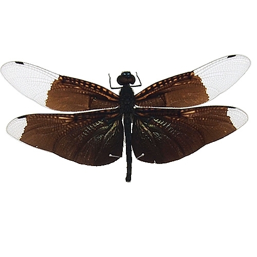 チョウトンボ(蝶蜻蛉)(黒金) , 蝶の標本 販売・通販のNatureShop