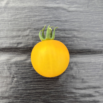 福岡県北九州市若松 Nature とまと狩り