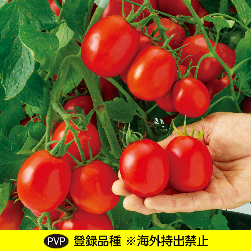 生食・調理兼用 すずこまトマト（農研機構育成品種）／野菜の種の通信