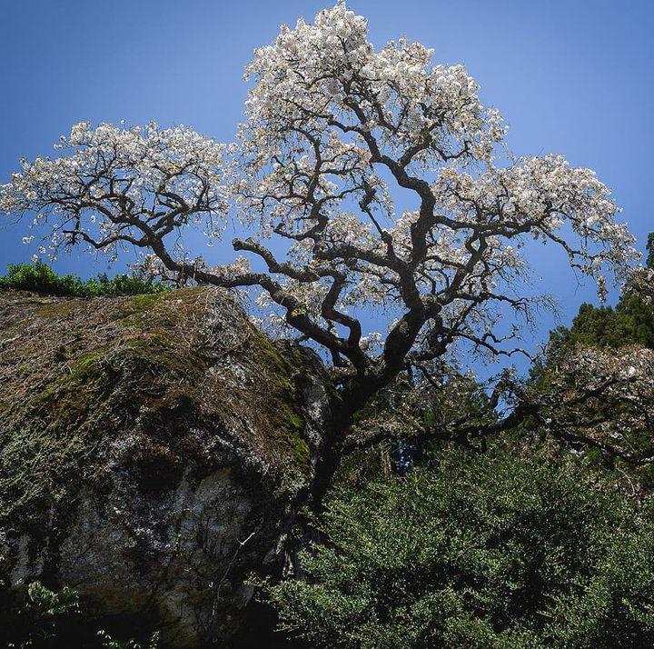 奈良の桜】パッと咲いて散る儚さが美しい『上葛川の兵太郎桜』（十津川