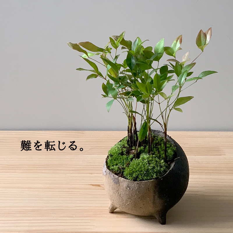 送料無料 南天のミニ盆栽 鉢 真山茜 炭化焼き締め丸鉢盆栽 ぼんさい