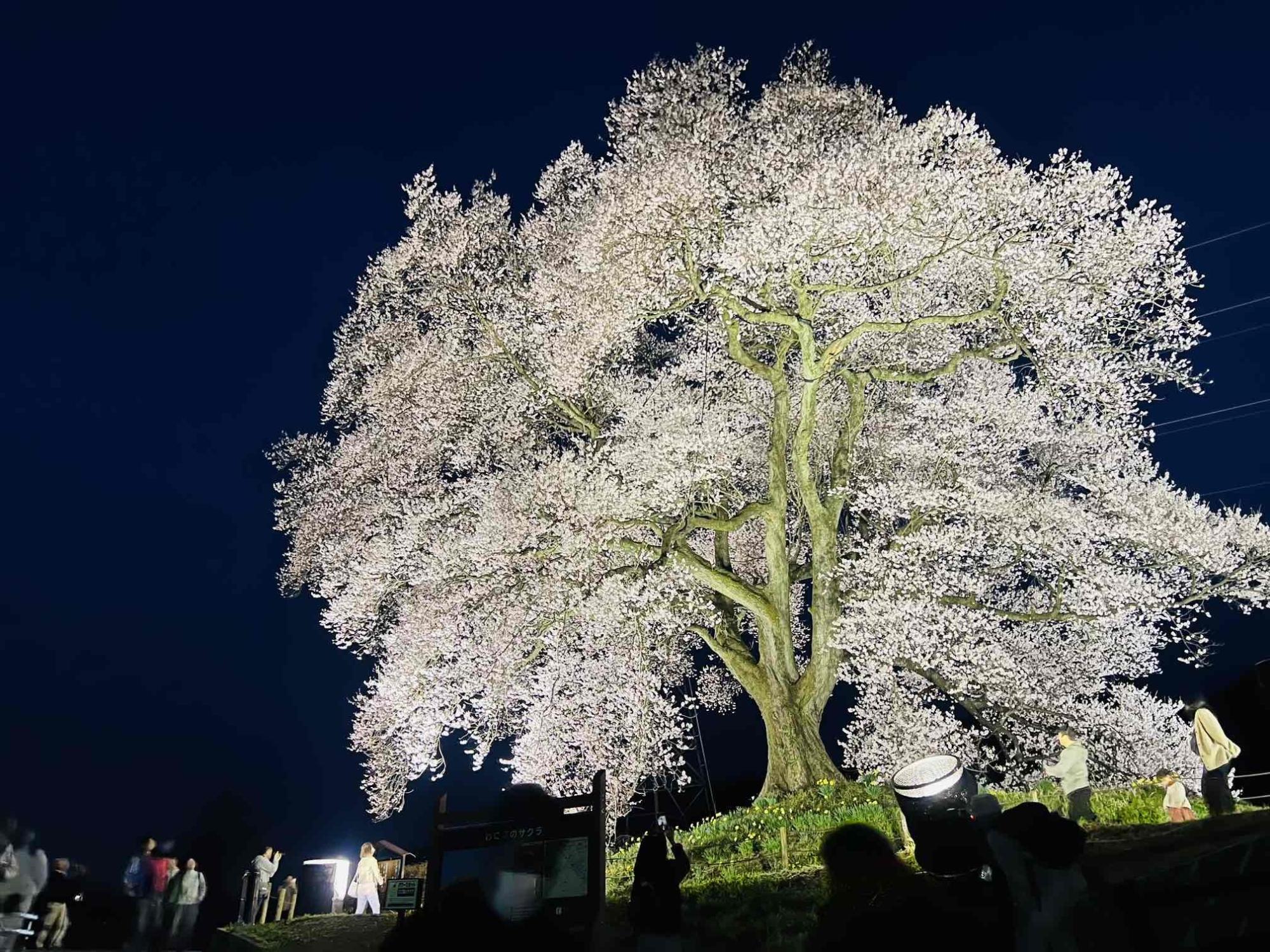 わに塚のサクラ」の開花情報（2024年)／韮崎市観光協会