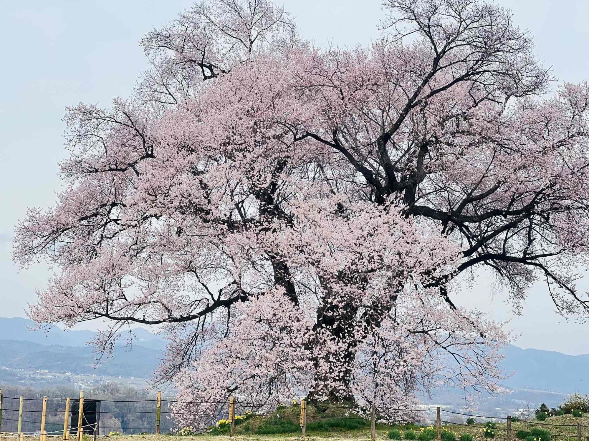 わに塚のサクラ」の開花情報（2024年)／韮崎市観光協会