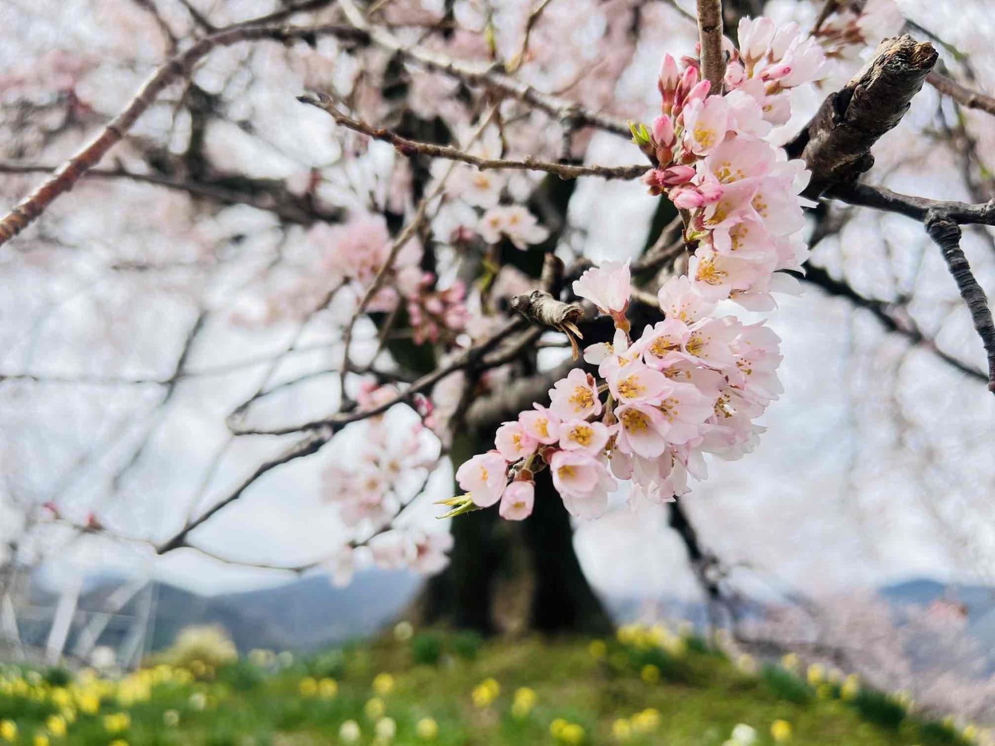 わに塚のサクラ」の開花情報（2024年)／韮崎市観光協会
