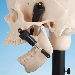 顎機能頭蓋骨模型 [ANA1001-T(P10-SB.20)]｜株式会社ニッシン｜歯科