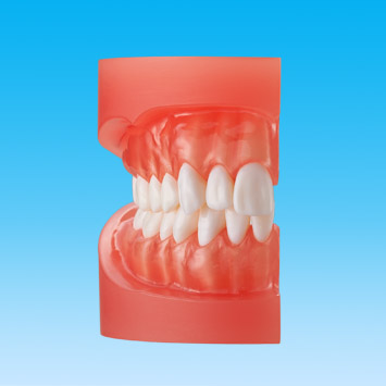 2色レジン製右側顎模型(ライトくん) [F5PP-X.1500]｜株式会社ニッシン