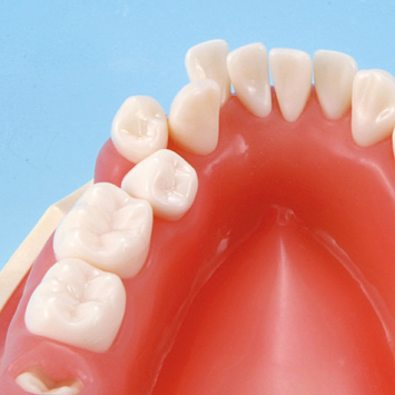 歯磨き指導用顎模型 [PE-STP001(P3D-801)]｜株式会社ニッシン｜歯科