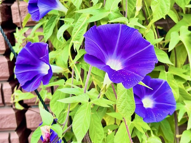 大きな青いりんご｜大阪市の不動産のことならオープン ｜株式会社オープン