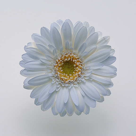 ハイドレンジアブルー 135】スプレーカラーページ | スミザーズ