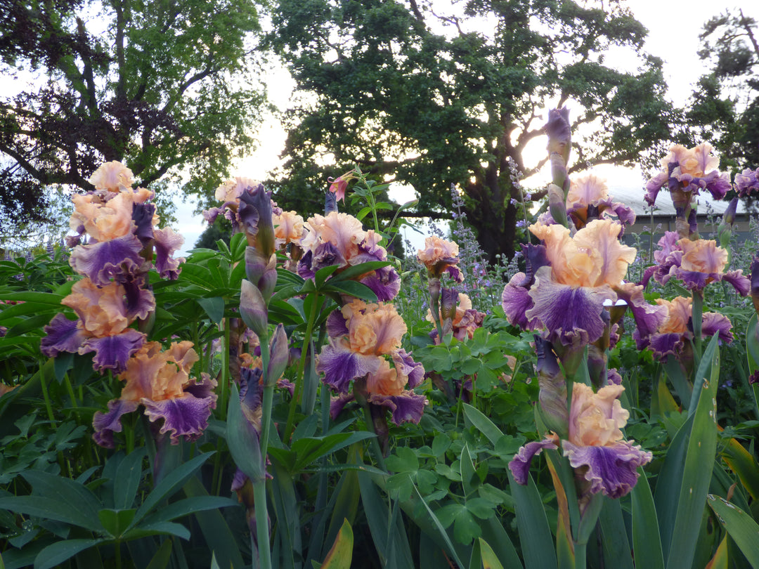 Spendthrift | Tall Bearded Iris – Schreiner's Gardens