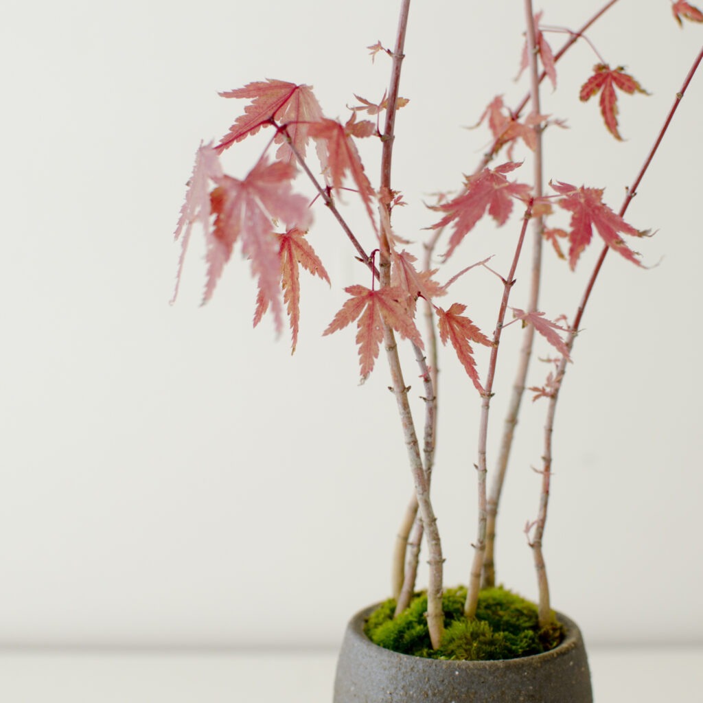 秋の盆栽が入荷しました | 新着情報 | まちのシューレ963