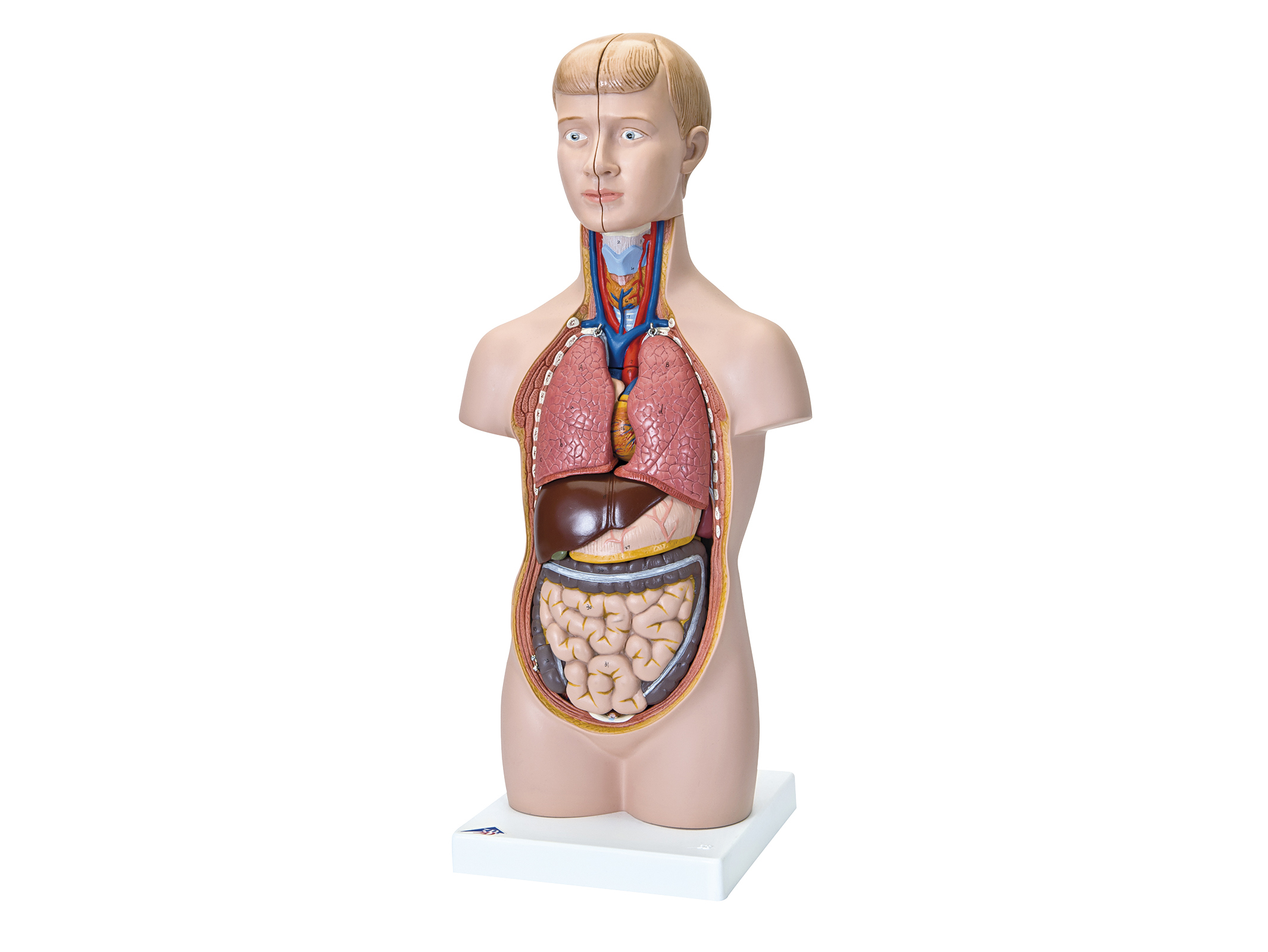 人体解剖模型(トルソ型) B-30N