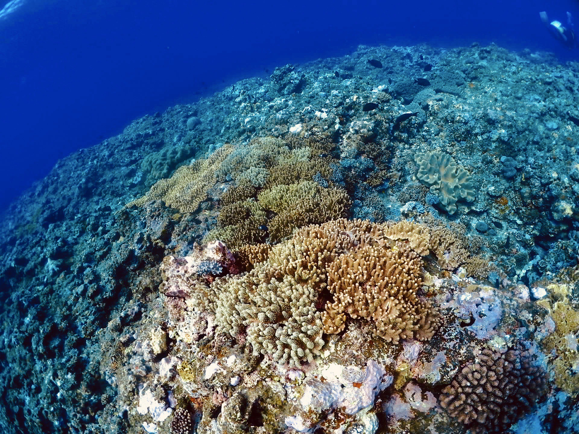 珊瑚？ハードコーラルとソフトコーラルの違いについて | 福岡市の