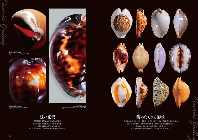 日本と世界のタカラガイ | 株式会社誠文堂新光社