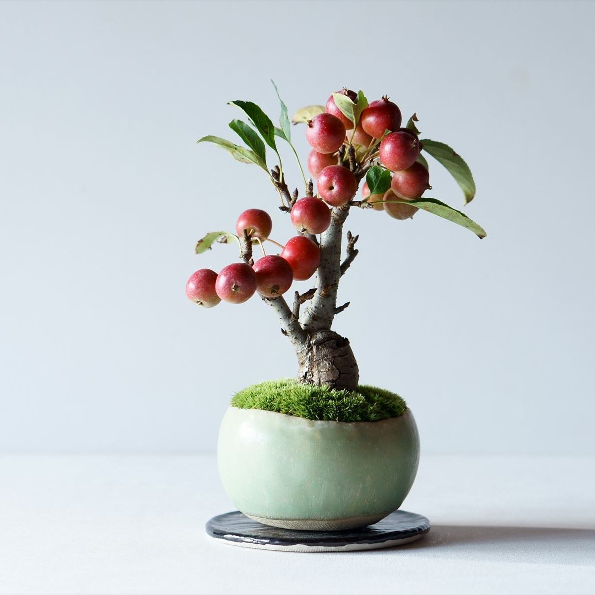 姫リンゴ｜石木花図鑑｜石木花｜SEKIBOKKA｜盆栽