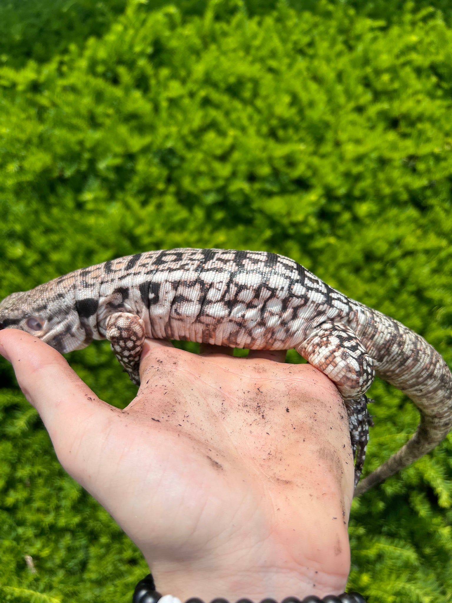 Juvenile Purple Titanium Tegu – Scales and Tails of Ohio