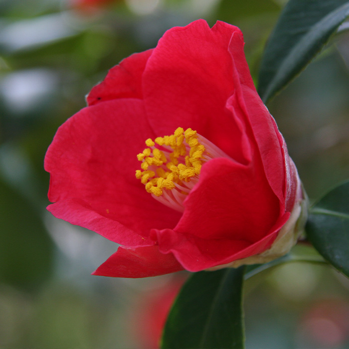 椿園オンラインショップ / 陣屋の椿・じんやのつばき｜5号（15cm