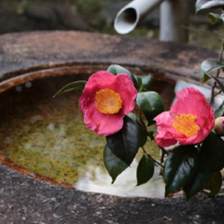 reserve/concept/faq/seedling/original | 椿心 佐藤椿園 小さな苗木