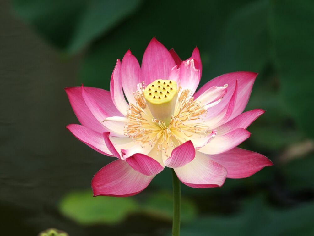 花蓮・睡蓮展 | 大阪の植物園-咲くやこの花館－