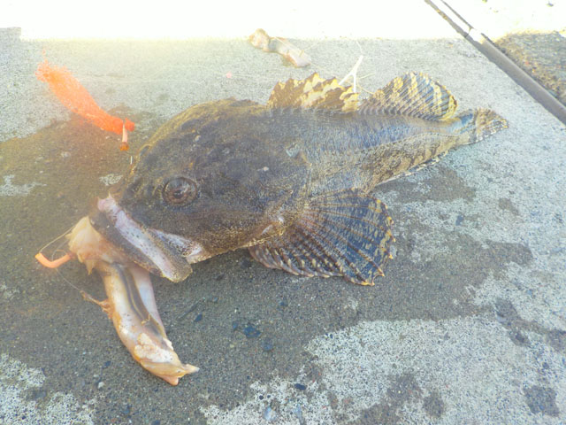 11/29～30（土～日）日高方面最盛期のカジカ絶好調 SATOU 札幌ベイト