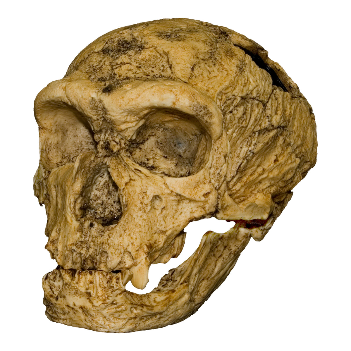 Replica La Chapelle-aux-Saints Skull For Sale — Skulls Unlimited