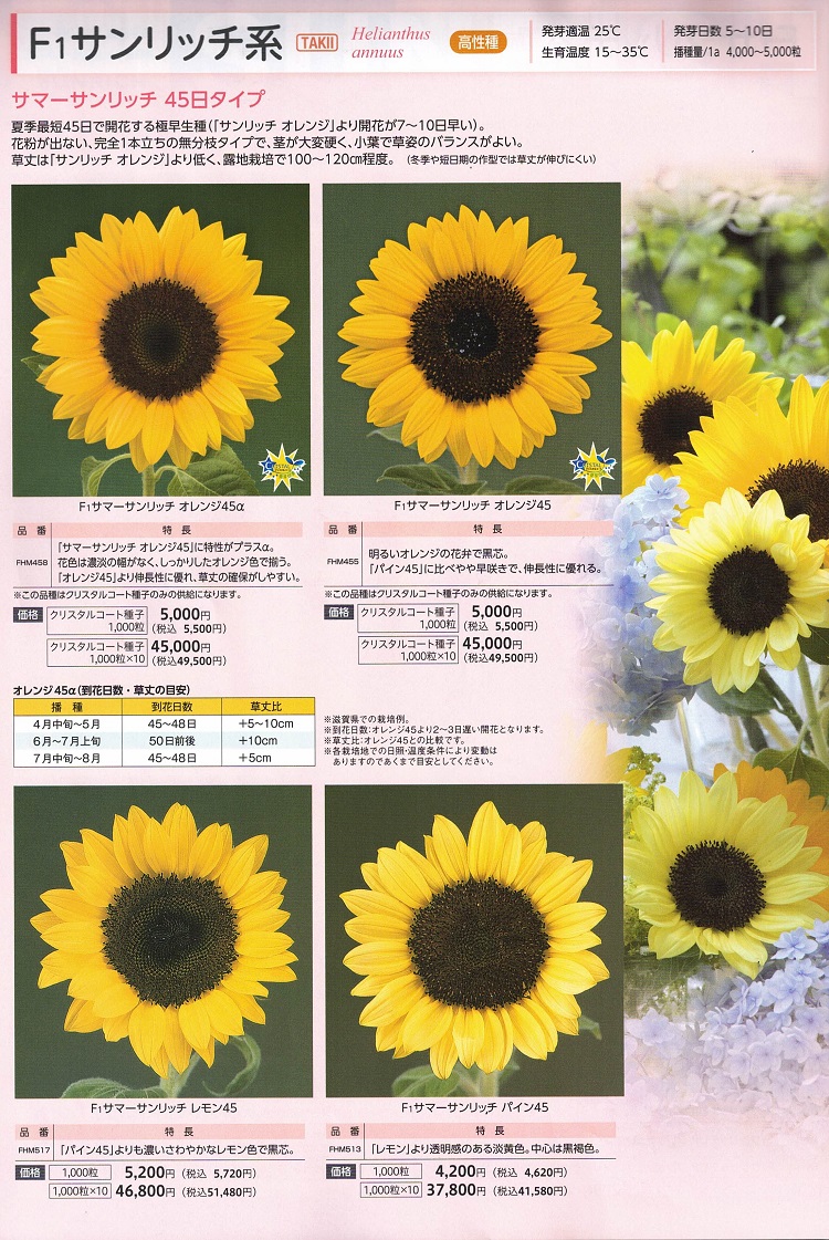 営利用ひまわり】 タキイ種苗 サンリッチひまわり 「サマーサンリッチ