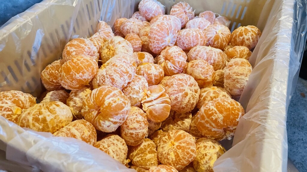 島田市神座鵜網】シリポッケ養蜂園みかん皮むき会レポート | しずおか