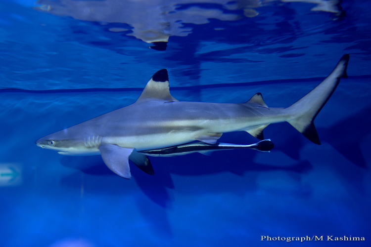 ユアエルム海の広場 ブラックチップ・シャーク