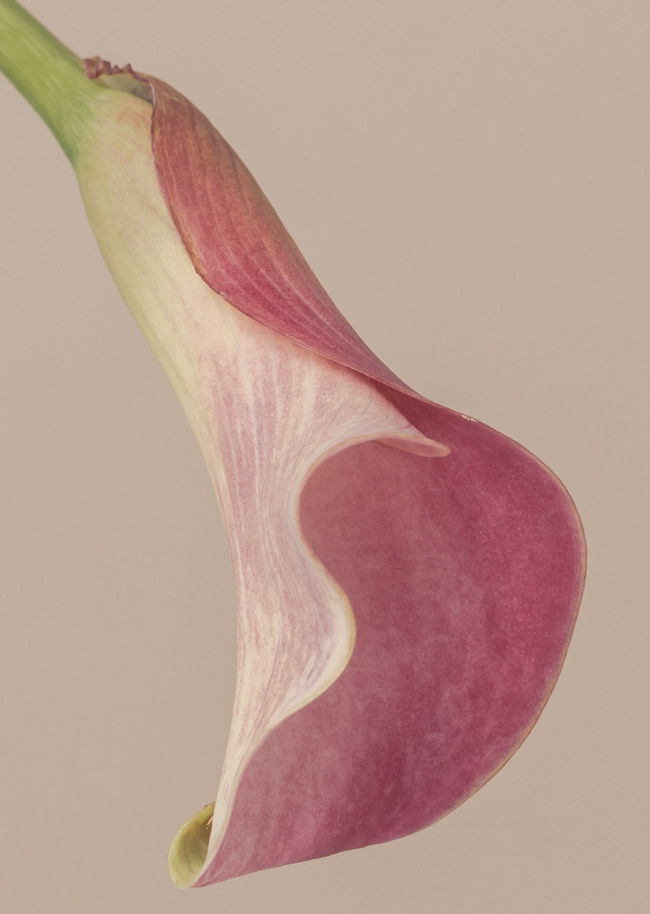 SUKALA 2024 AUTUMN&WINTER: LAVA公式オンラインストアLapre｜LAVA公式