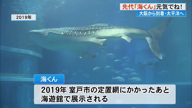 自然の海で元気いっぱいの生活を」ジンベエザメ・先代《海くん》が調査