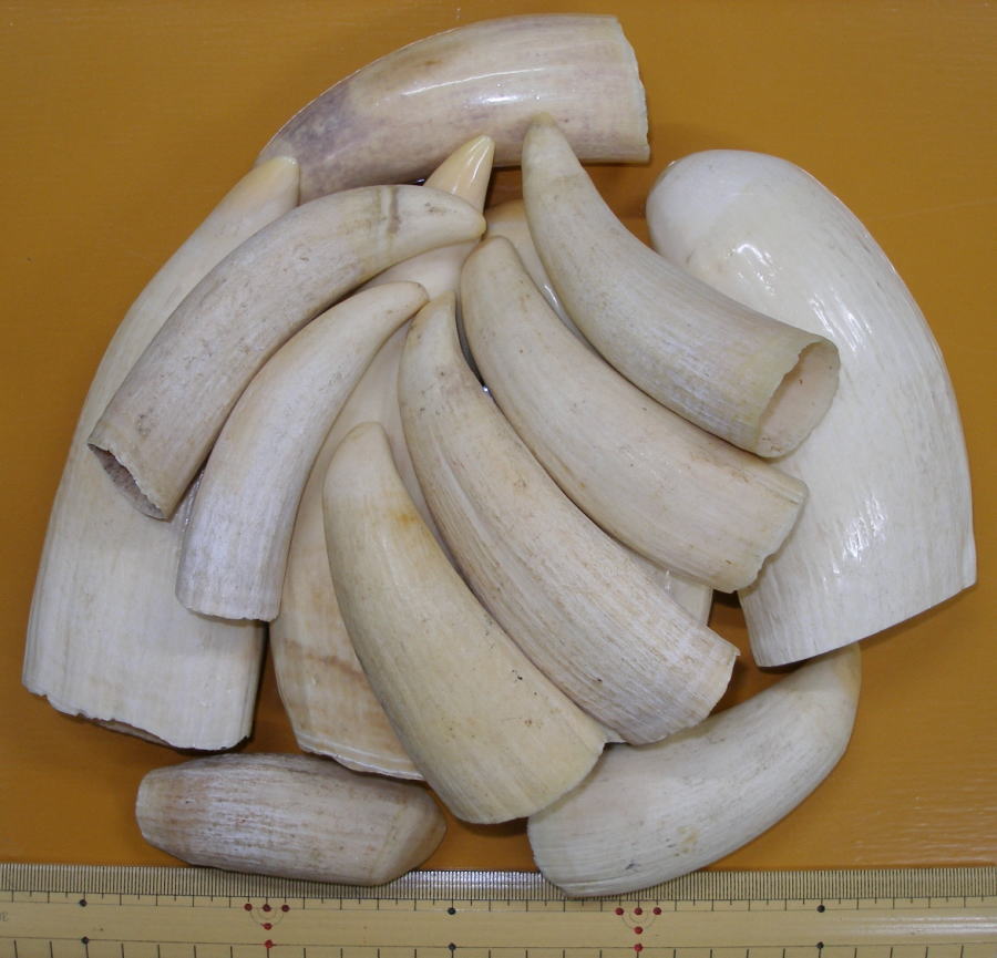 マッコウ鯨牙原材料（マッコウクジラ歯原材料販売）