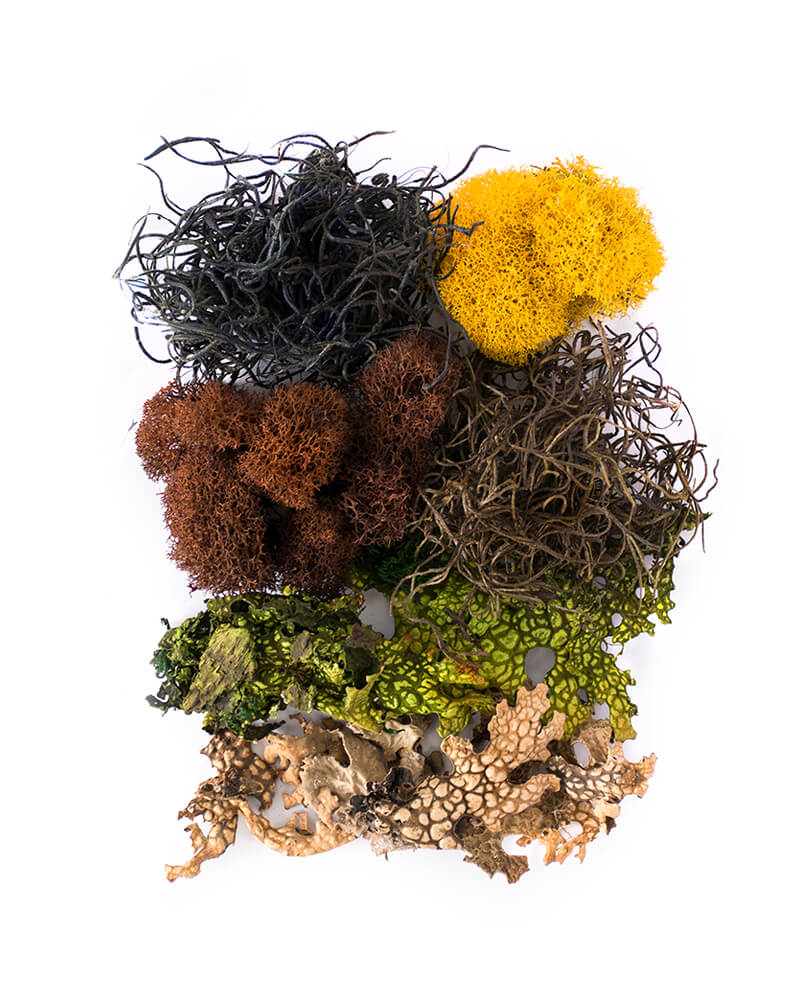 SuperMoss - Vermont Moss Mix