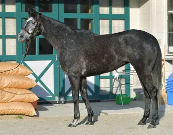有馬記念】クロノジェネシス85点 これまでのような張り見られない