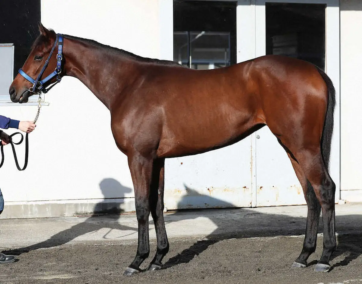 阪神JF】ブラウンラチェット95点！兄に負けない筋骨、聡明さ表す深い瞳