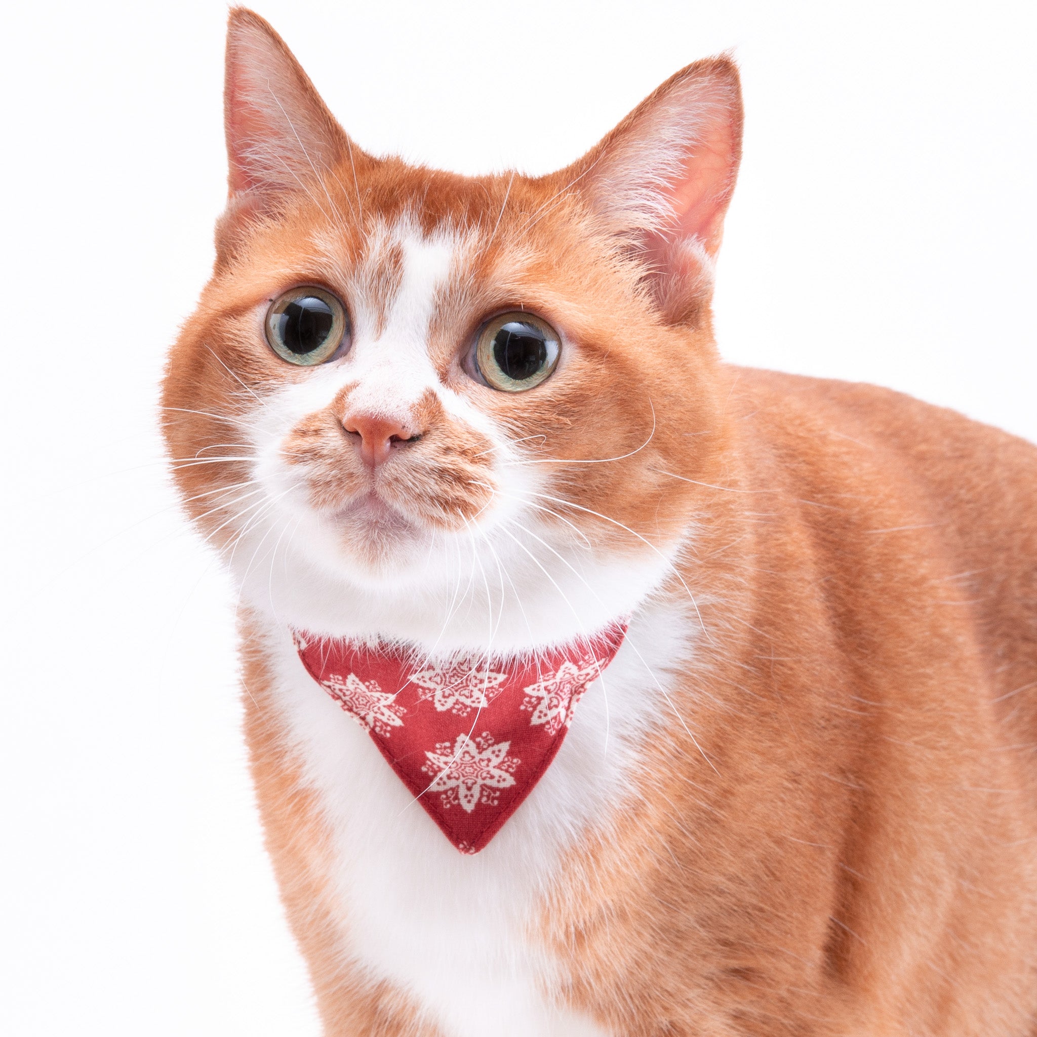 バンダナ付き猫首輪 クリスマス ヘキサゴン レッド｜ぽぽねこ公式