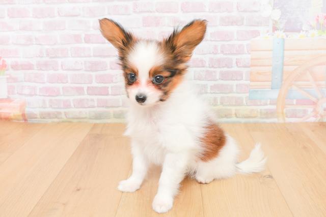 福島県のパピヨンの子犬を価格や特徴で探す|ペットショップ探すなら