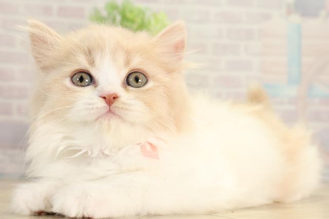 三重県の子猫を価格や特徴で探す|ペットショップ探すならペットミー