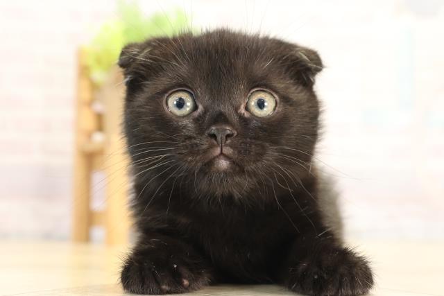 三重県の子猫を価格や特徴で探す|ペットショップ探すならペットミー