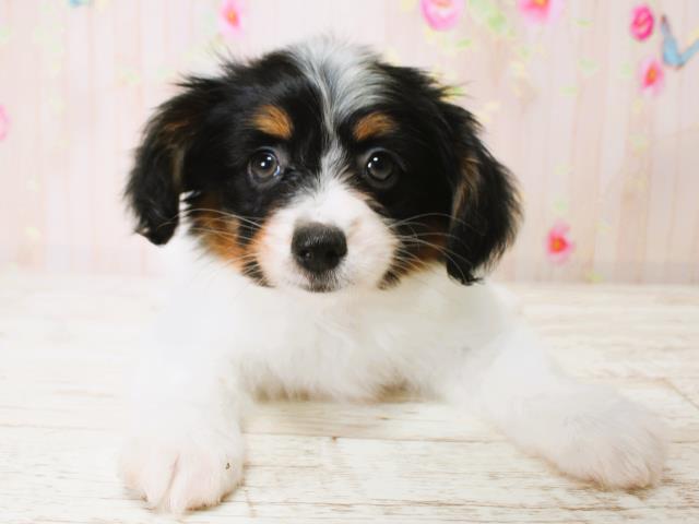 群馬県のパピヨンの子犬を価格や特徴で探す|ペットショップ探すなら