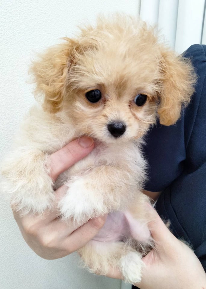 MIX｜ペット検索｜ペット大好き！