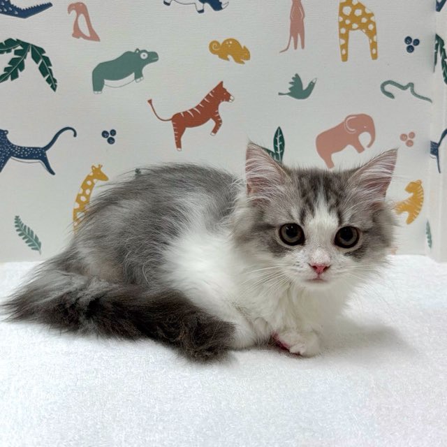 ラガマフィン(ブルー(青)系)の子猫を価格や特徴で探す|ペットショップ