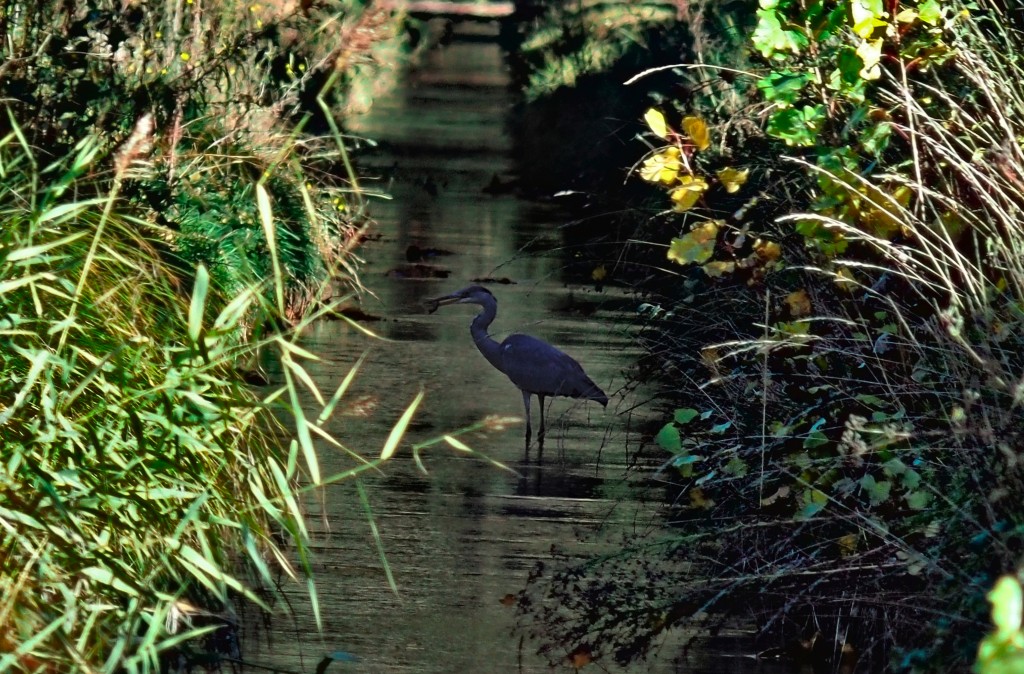 Tele-Takumar 300mm F6.3 Reviews - M42 Screwmount Telephoto Primes