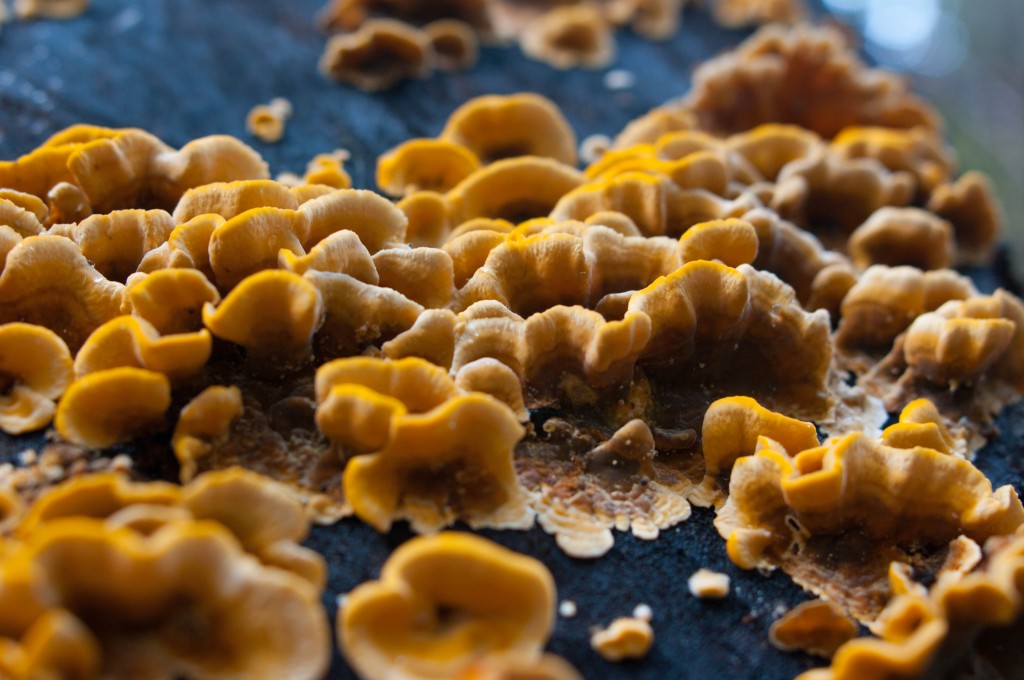 Sigma EX DG Aspherical DG DF Macro 28mm F1.8 Lens Reviews - Sigma