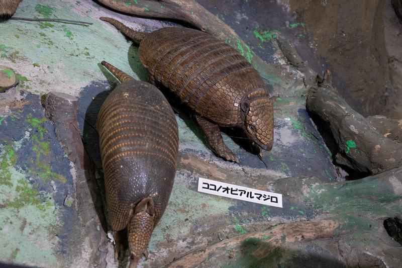 ココノオビアルマジロとムツオビアルマジロの剥製標本 - ぱくたそ