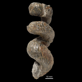 異常巻きアンモナイト3D化石図鑑- ホーム