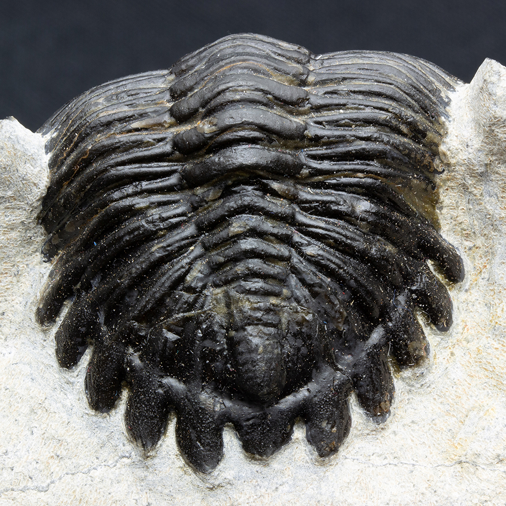 ホラドプスT28｜恐竜・化石グッズの専門店 ふぉっしる