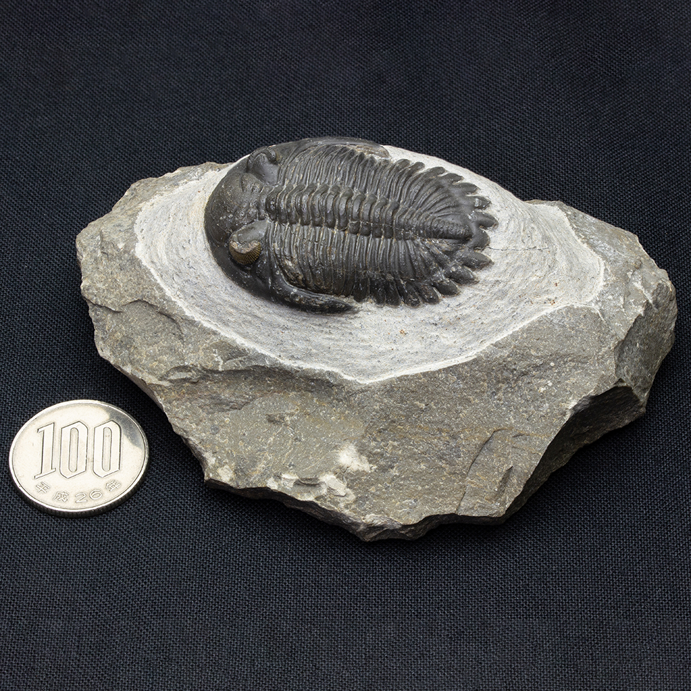 ホラドプスT30｜恐竜・化石グッズの専門店 ふぉっしる